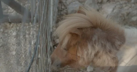 Two ponies Stock Footage 314835916