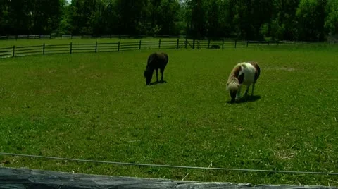 Two Ponies Grazing in Pasture Video stock 11016850