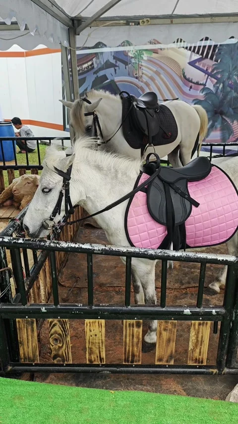 Two ponies inside a cage Stock Footage 286919124