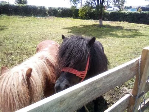 Two ponies in a pen Фото