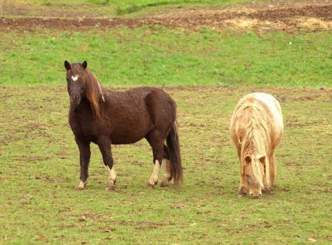Two ponies Stock Photos