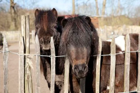 Two ponies Stock Photos