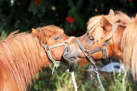 Two ponies Stock Photos