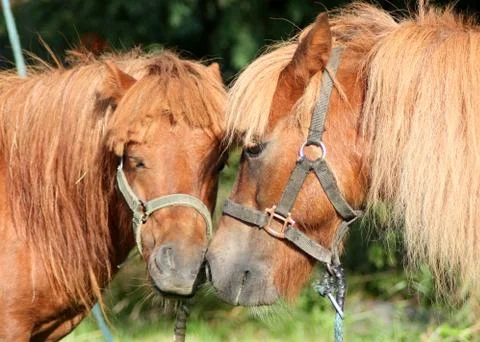 Two ponies Stock Photos