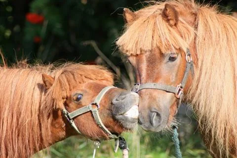 Two ponies Stock Photos