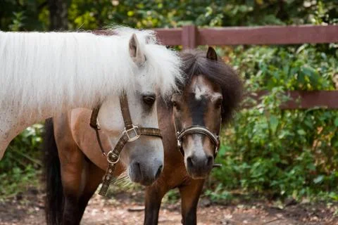 Two ponies stand side by side with their heads down Stock Photos