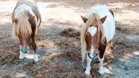 Two Ponies Standing in a Field Foto stock