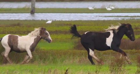 Two pony horses playing galloping running grass meadow slow motion Stock Footage 138282912