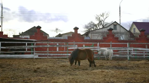 Two ponyes in a zoo Stock Footage 58593715