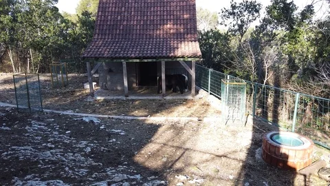 Two Ponys in the Split Zoo Video stock 102620806