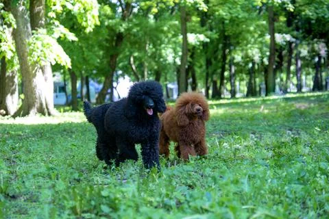 Two poodles on the grass. Stock Photos