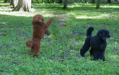 Two poodles on the grass. Stock Photos