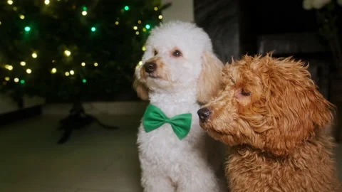 Two poodles in one shot. One is light, the other is brown. Close-up portrait Stock-Footage 167474547