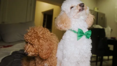 Two poodles in one shot. One is light, the other is brown. Close-up portrait Stock Footage 167474607