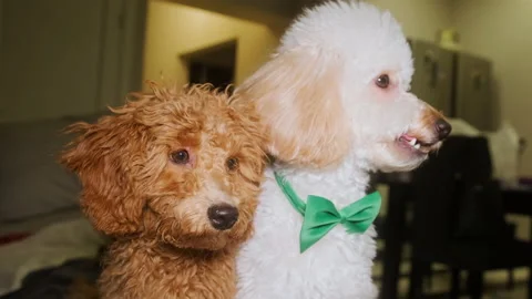 Two poodles in one shot. One is light, the other is brown. Close-up portrait Stock Footage 167474640