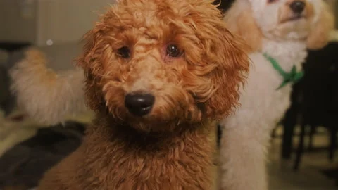 Two poodles in one shot. One is light, the other is brown. Close-up portrait Stock Footage 167474717