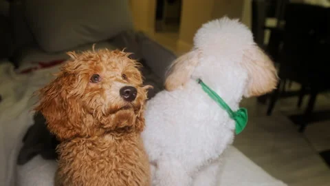 Two poodles in one shot. One is light, the other is brown. Close-up portrait Stock Footage 167474736