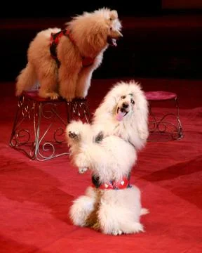 Two poodles Stock Photos