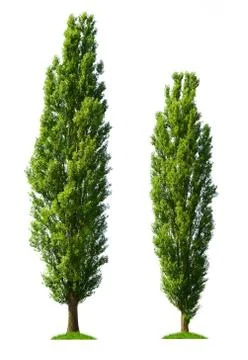 Two poplar trees Stock Photos