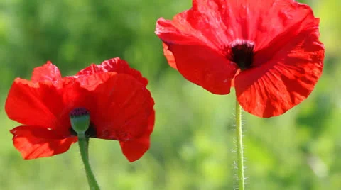 Two Poppies 2 Video stock 22841037