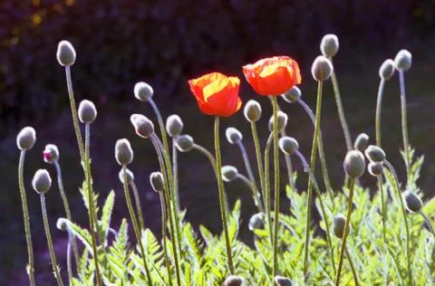 Two poppies in a field. Stock Photos