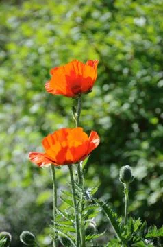 Two Poppies Stock Photos