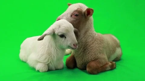 Two portrait lamb (small sheep) isolated  on a green screen, studio shot Stock Footage 78000380
