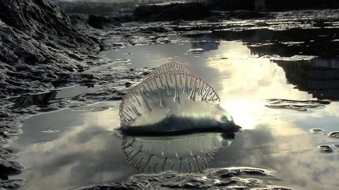 Two Portuguese Man-Of-War Physalia physalis Grounded On Sea Rocks Puddle Stock Footage 95711218