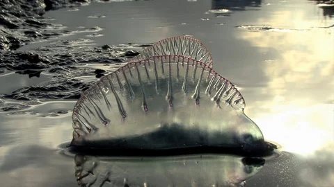 Two Portuguese Man-Of-War Physalia physalis Grounded In Puddle Close-Up Stock Footage 95711633