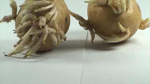 Two Potato Sprouts, Isolated On White, Organic, Food, Vegetable, Research, Tilt Stock-Footage 39657594