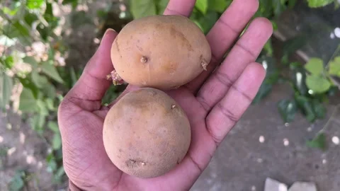 Two Potatoes in Hand Close-Up | Fresh Brown Potatoes Holding Macro View Stock Footage 318840567
