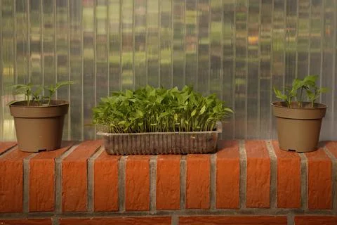 Two pots and a rectangular shape with seedlings on the side, sprouts of tomatoes Stock Photos
