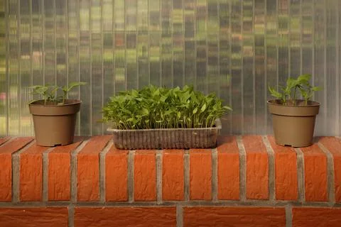 Two pots and a rectangular shape with seedlings on the side Stock Photos