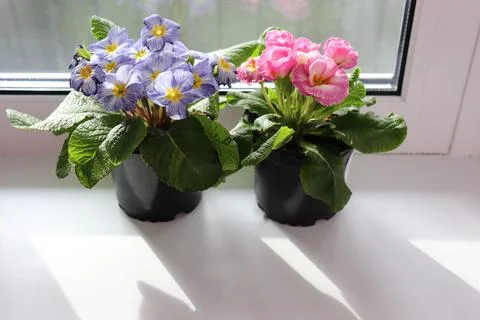 Two pots with primrose (primula) Stock Photos