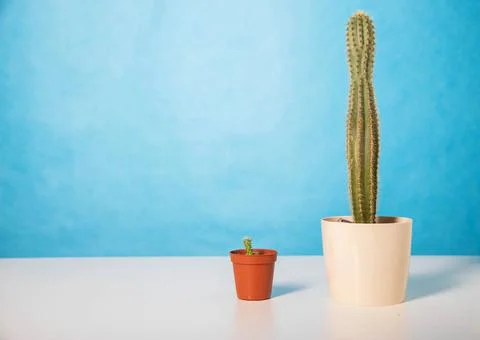 Two pots with a small and a large cactus on a table on a blue background. The Stock Photos