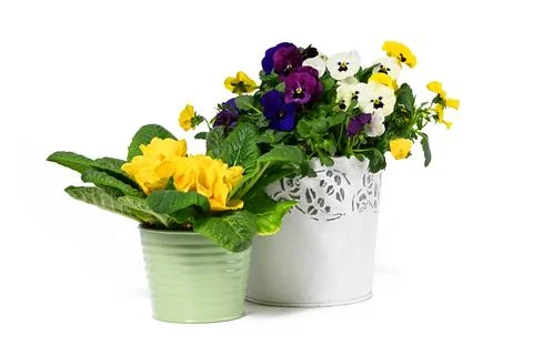 Two pots with spring flowers Stock Photos