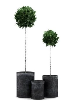 Two potted birch trees isolated on white background Stock Illustration