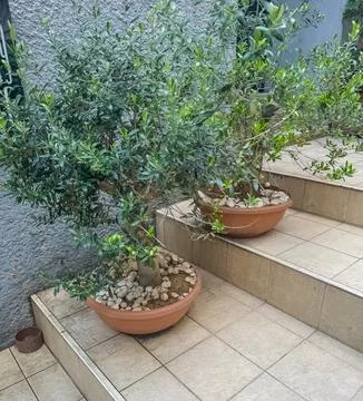 Two potted olive trees placed on tiled steps, in a cozy outdoor garden setting Stock Photos