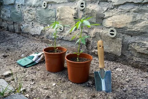 Two potted plants sit on the ground next to a shovel Stock Photos