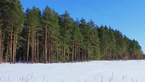 Two power lines in the winter forest Stock Footage 104173985