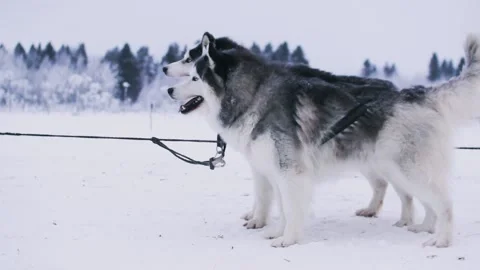 Two powerful dogs of the Husky breed are ready to rush forward Stock Footage 101363614