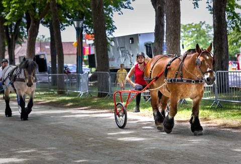 Two powerful heavy draft horses with feathered legs pulling racing sulky ca.. Stock Photos