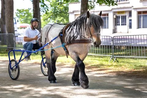 Two powerful heavy draft horses with feathered legs pulling racing sulky ca.. Stock Photos