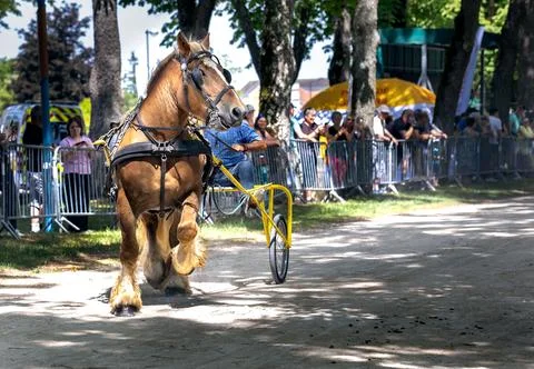 Two powerful heavy draft horses with feathered legs pulling racing sulky ca.. Stock Photos