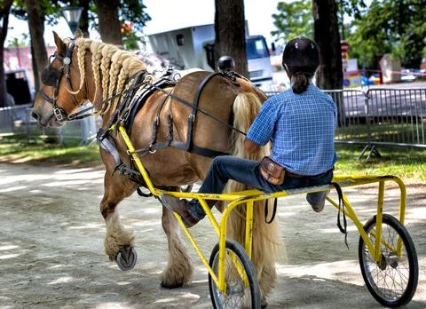 Two powerful heavy draft horses with feathered legs pulling racing sulky ca.. Stock Photos