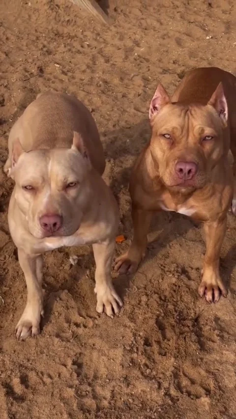 Two Powerful Pitbull Dogs Standing on Sand – Cinematic Portrait Vídeos de archivo 332304430