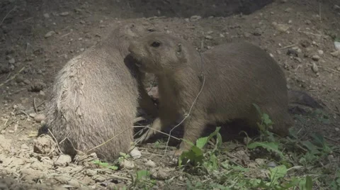 Two Prairie Dog Stock Footage 66001015