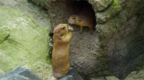 Two prairie dogs at burrow Video stock 54900545