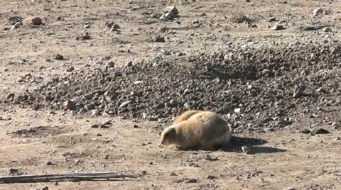 Two Prairie Dogs Stock Footage 18011191