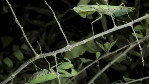 Two praying mantis are sitting on a prickly branch. Closeup of mantis insect Stock Footage 163558009